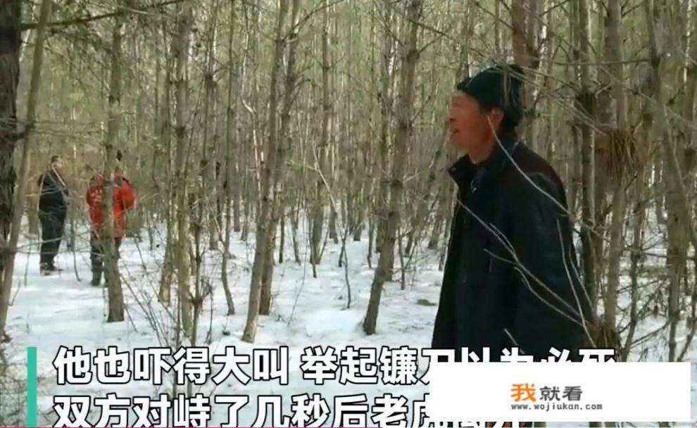 如果在大山中遇到一只老虎，该怎么做才能保命