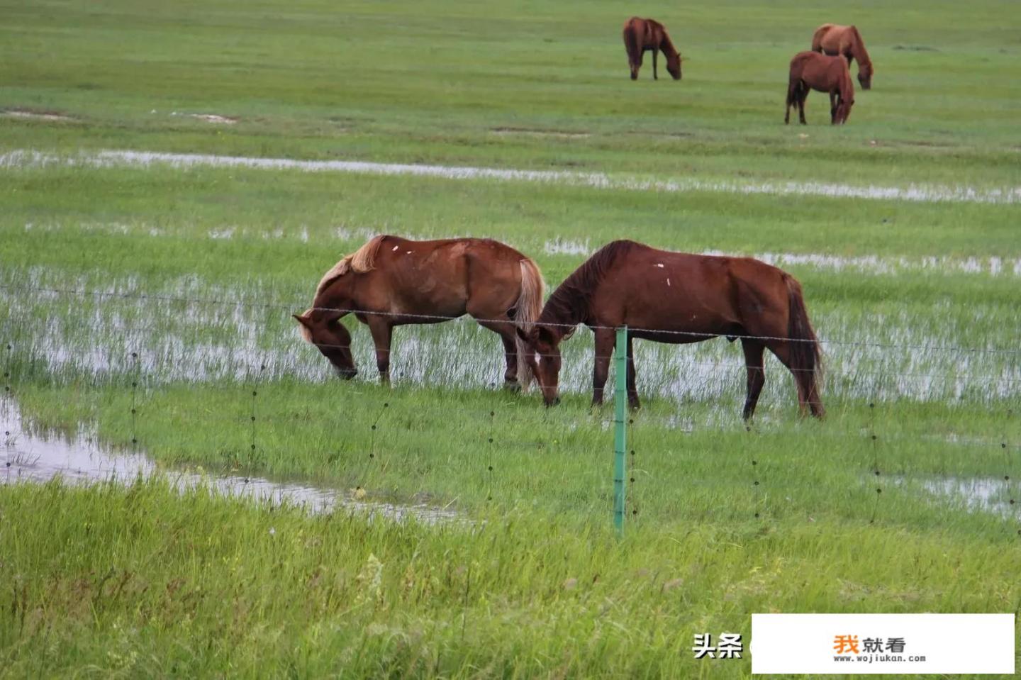 大草原旅游适合去哪儿