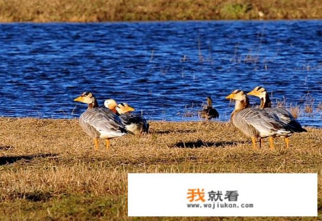 冬天去云南旅游有啥好玩的地方可以推荐吗
