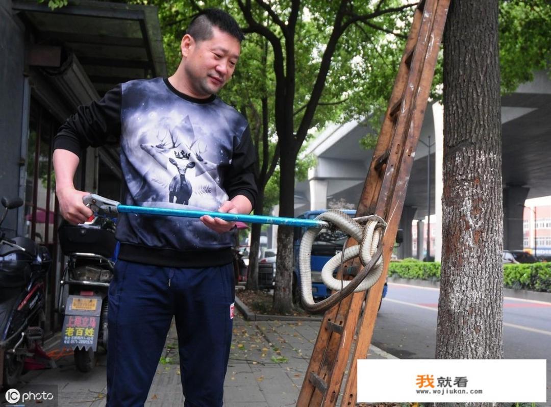 夏天到了，在农村经常看到有蛇趴在马路上一动不动，它们不怕被人捉吗