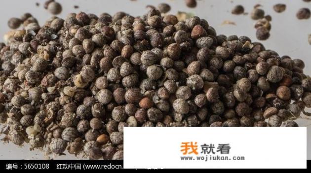紫苏梗可以驱蚊么