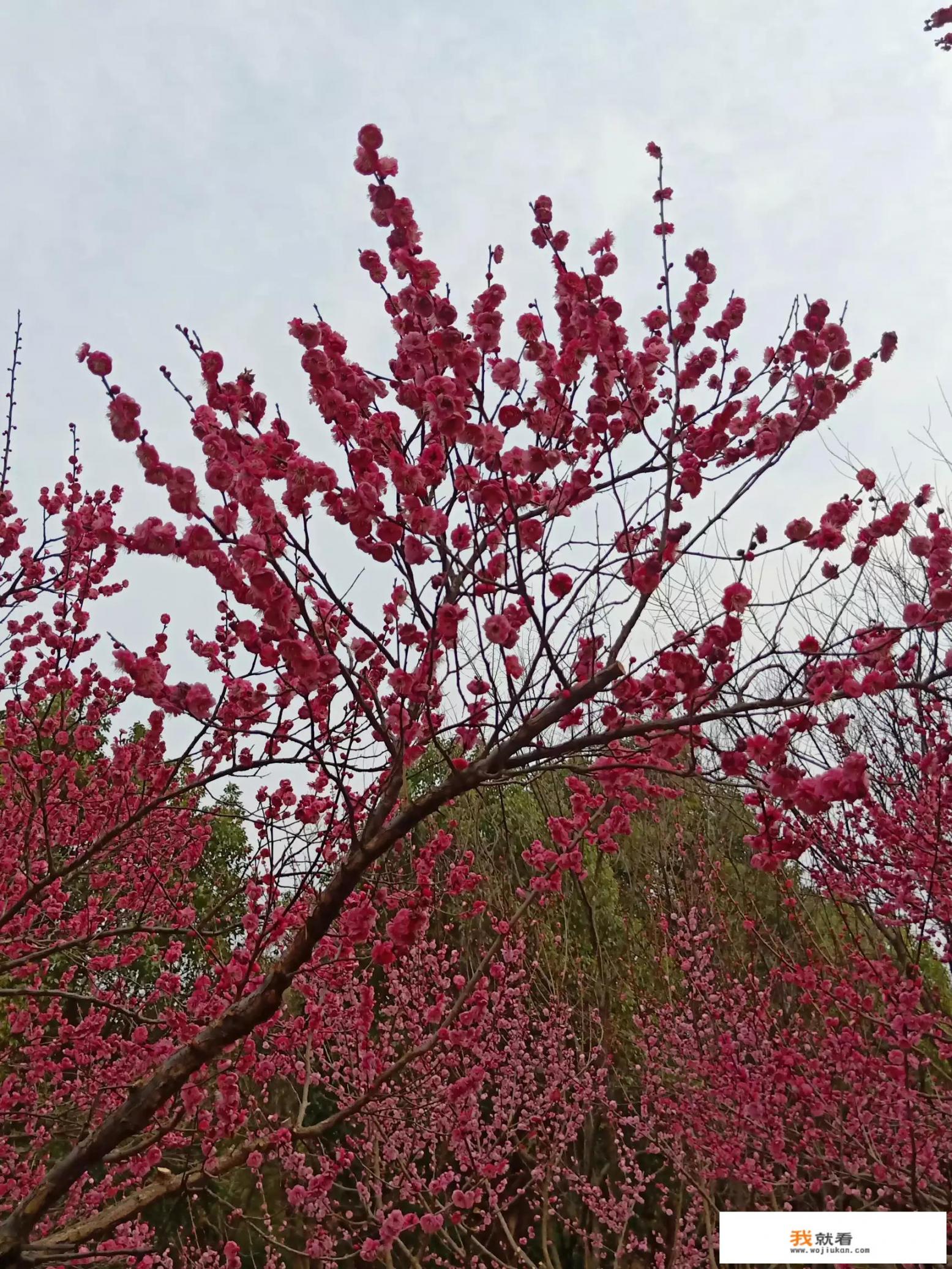 又是一年春来到，描写春的古诗很多，请把知道的分享给大家好吗