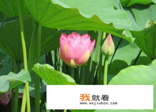 莲花代表什么意思