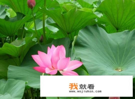 莲花代表什么意思