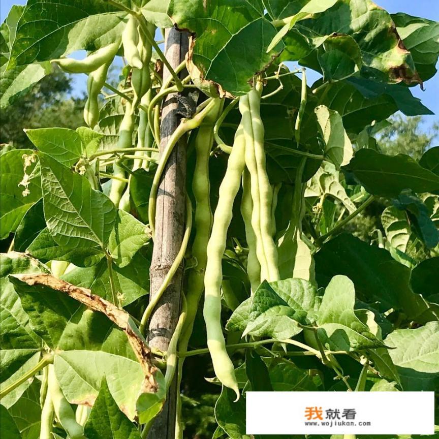 高足代称的意思