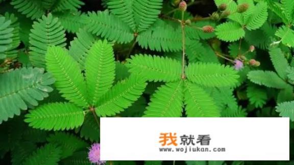 一篇写植物的作文450字左右？