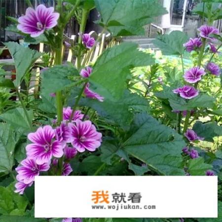 蜀葵为什么叫蜀葵？