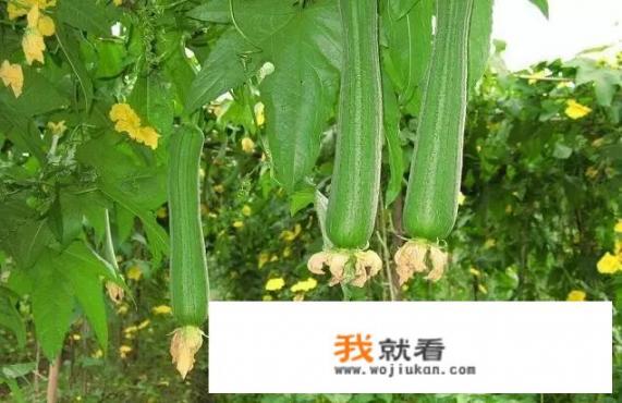 月子里奶水不足怎么补？吃什么食物奶水多呢？