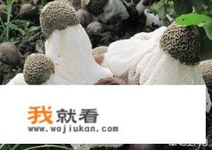 竹荪是什么东西，可以人工种植吗，该如何种植？