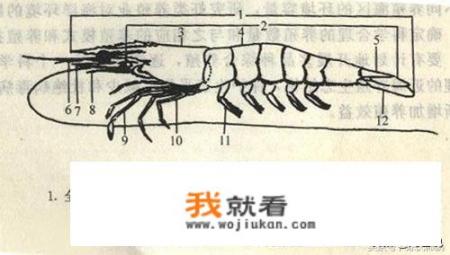 白对虾和基围虾的区别？