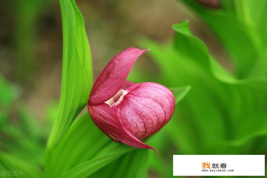 用人血浇灌植物,植物会变成血红色吗？