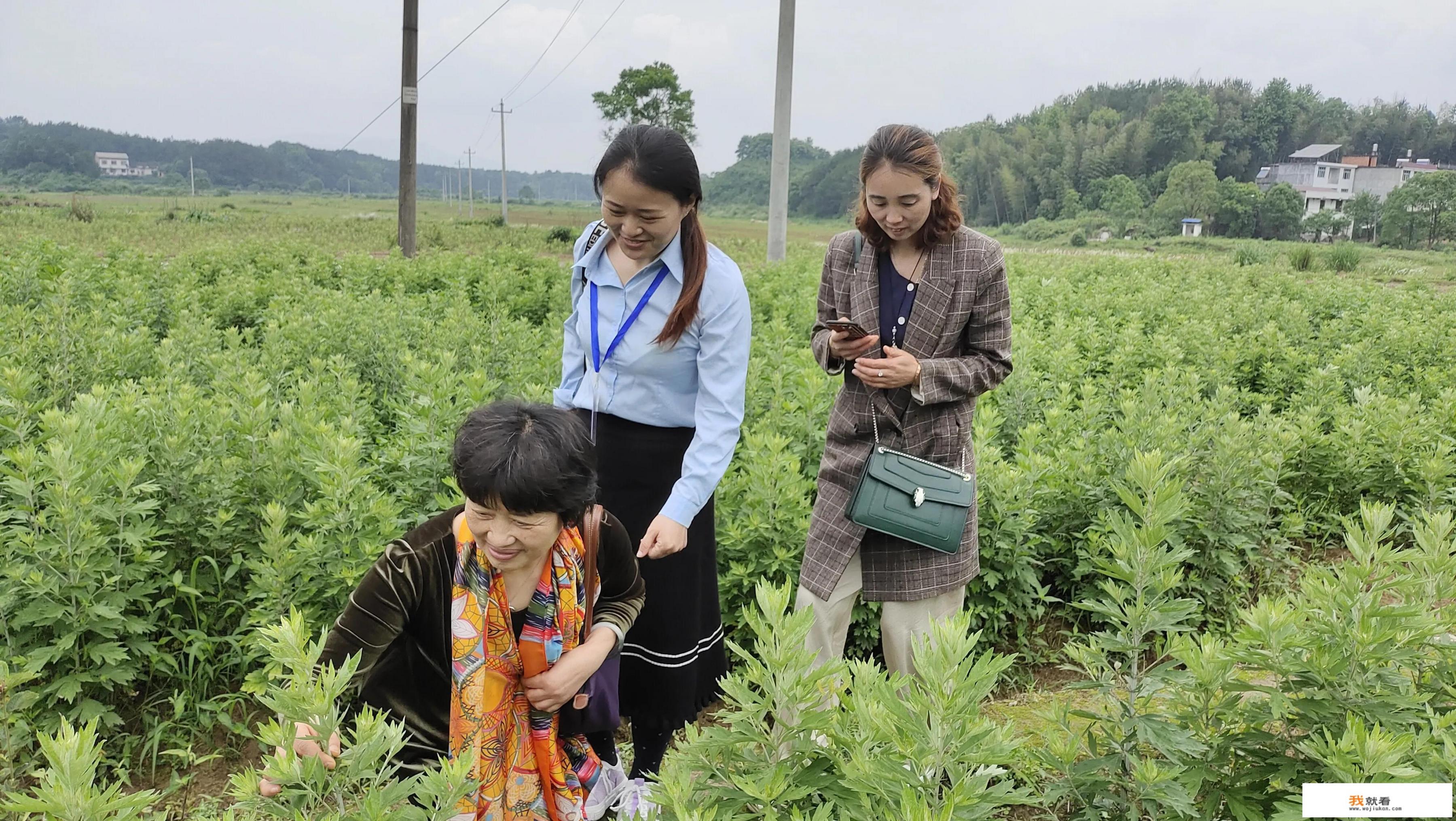 什么人不能用艾叶进行泡脚呢？