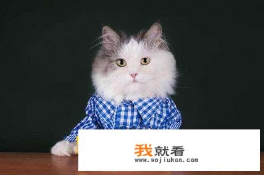 猫号称馋猫，人吃的什么食物对猫咪有伤害？