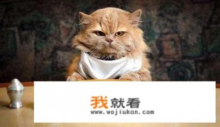 猫号称馋猫，人吃的什么食物对猫咪有伤害？