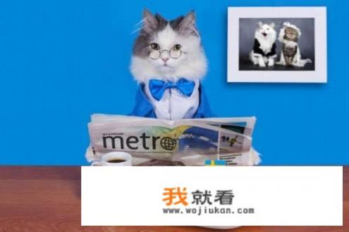 猫号称馋猫，人吃的什么食物对猫咪有伤害？