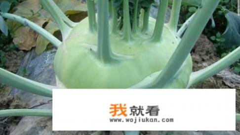 什么品种的芥菜最好？