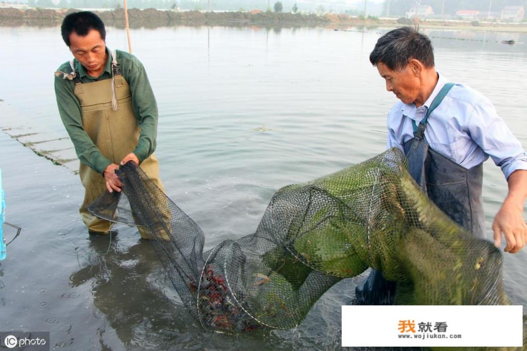 在农村，小龙虾可以和黄鳝一起养殖吗？