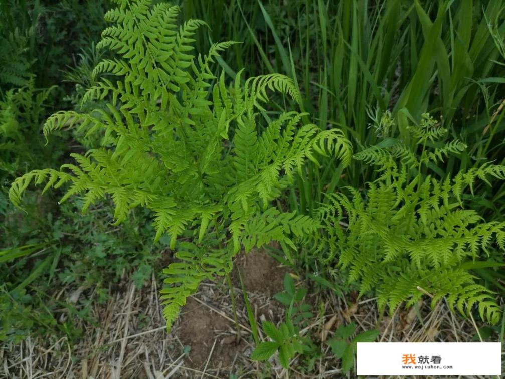 你在农村挖过野菜吗？在农村挖野菜过程中有哪些趣事？