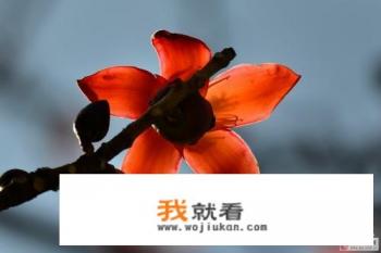 请问：冬天去攀枝花有啥好玩儿的？求推荐？