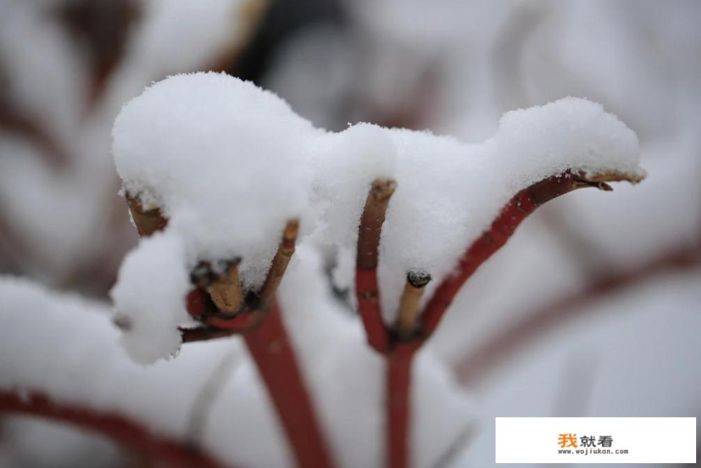 今年五一小长假适合去东北玩雪吗？