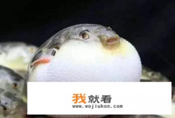 “蒌蒿满地芦芽短,正是河豚欲上时”中的欲是什么意思？