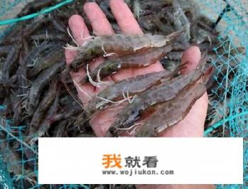 基围虾养殖全过程？