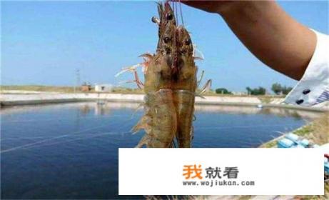 基围虾养殖全过程？