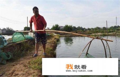 基围虾养殖全过程？