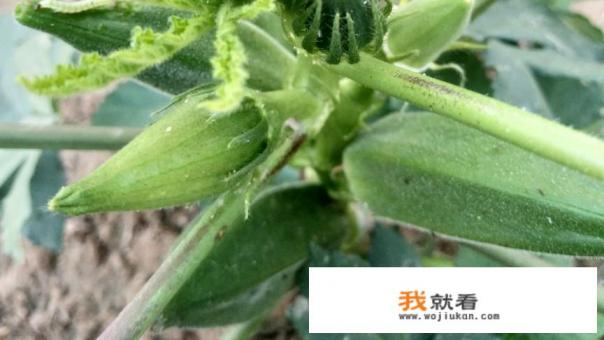 黄秋葵如何露地栽培？怎么管理？