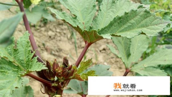 黄秋葵如何露地栽培？怎么管理？