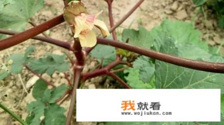 黄秋葵如何露地栽培？怎么管理？