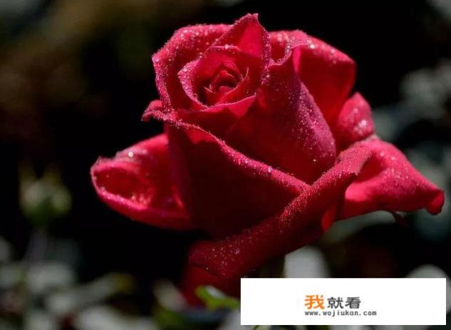 从电影《廉政风云》的预告来看，对钱、权、色的向往是人性的阴暗面吗？