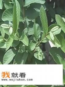 番石榴茶能降血糖？