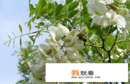 洋槐花有哪些功效，吃洋槐花好吗？