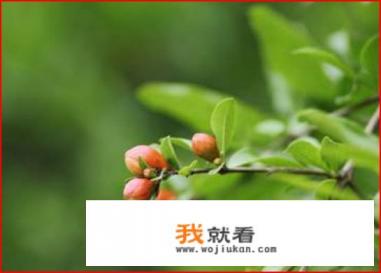 盘点立夏的九大习俗？