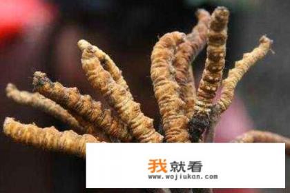 冬虫夏草种植技术？
