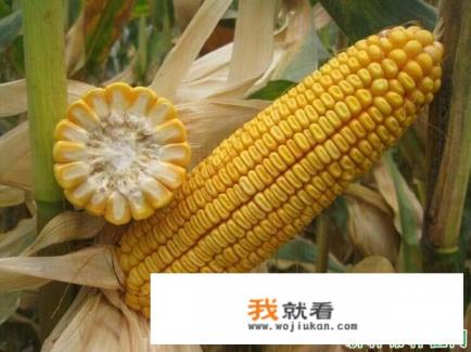 东科301玉米在云南可以种吗？该注意些什么？