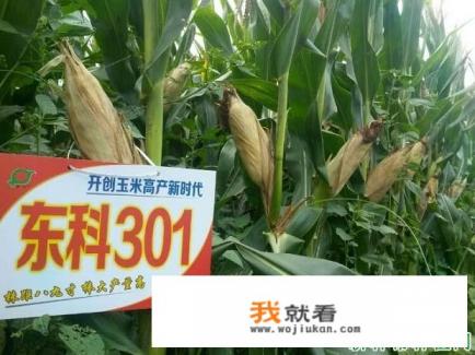 东科301玉米在云南可以种吗？该注意些什么？