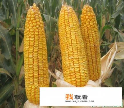 东科301玉米在云南可以种吗？该注意些什么？