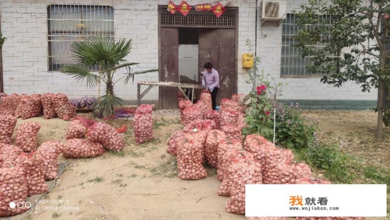 2020大蒜还能种吗？