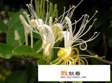 金银花的功效有哪些？