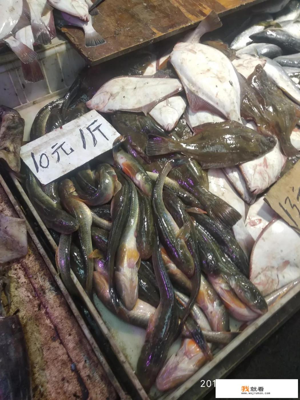 海大头鱼是深水鱼吗？
