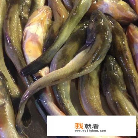 海大头鱼是深水鱼吗？