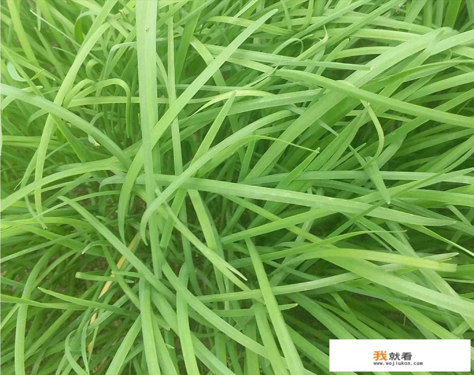 顶楼能种韭菜吗？
