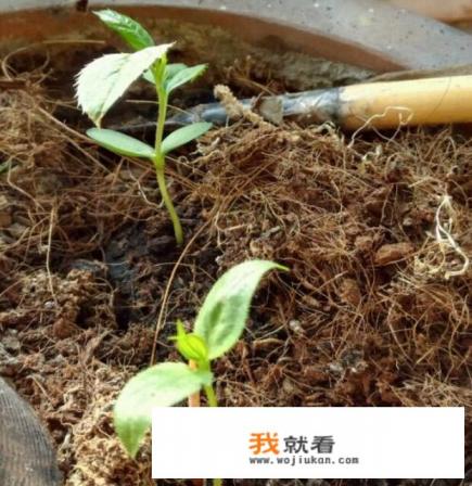 芦笋种植方法和技术？