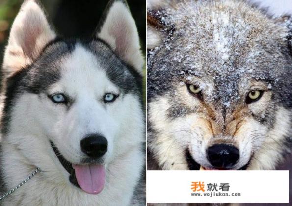 一只狼变成狗的故事？