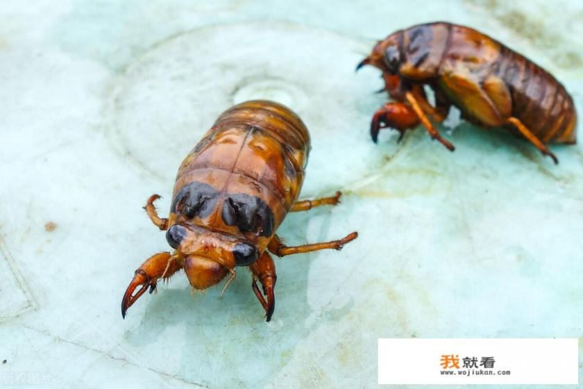 蝉的益处和坏处？