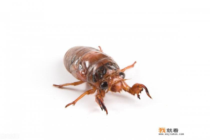 蝉的益处和坏处？