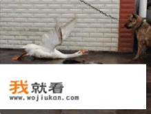 沃尔沃v40新款为什么停售？