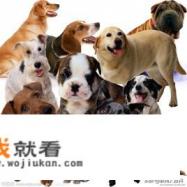 狗粮怎么做？